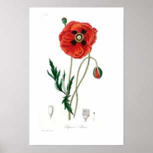 VINTAGE BOTANICAL POPPY ILLUSTRATION POSTER