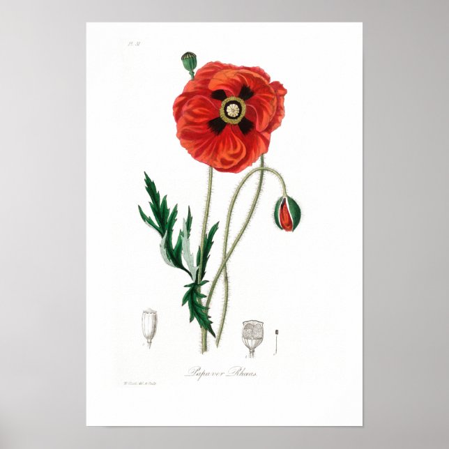 VINTAGE BOTANICAL POPPY ILLUSTRATION  POSTER (Front)