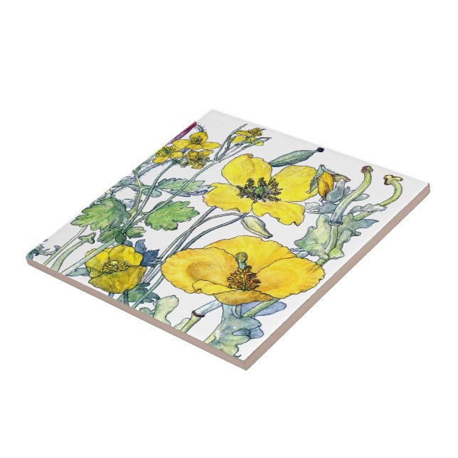 Vintage Botanical Poppy Wildflower Flowers Tile (Side)