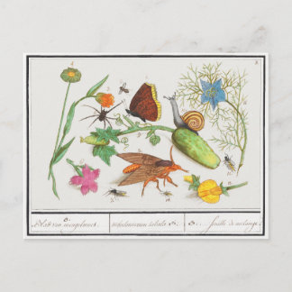 Vintage botanical postcard with butterfly and snai