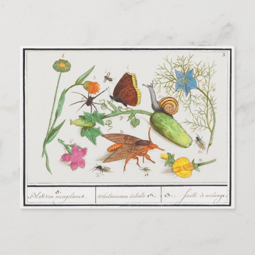 Vintage botanical postcard with butterfly and snai