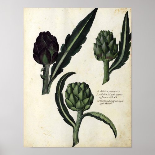 Vintage Botanical Poster _ Artichoke