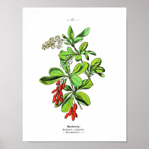 Vintage Botanical Poster _ Barberry
