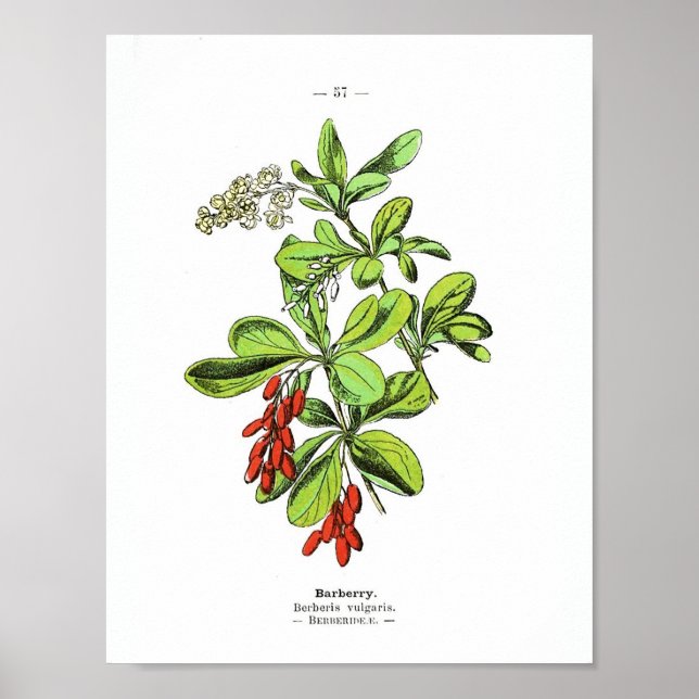Vintage Botanical Poster - Barberry (Front)