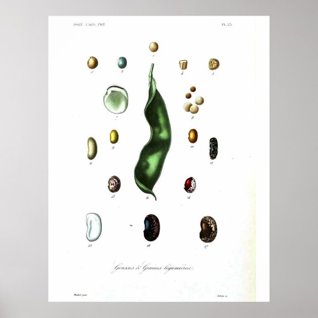 Vintage Botanical Poster - Beans (Front)
