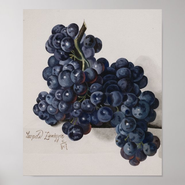 Vintage Botanical Poster Beautiful Concord Grapes (Front)