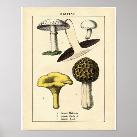 Vintage Botanical Poster - British Mushroom