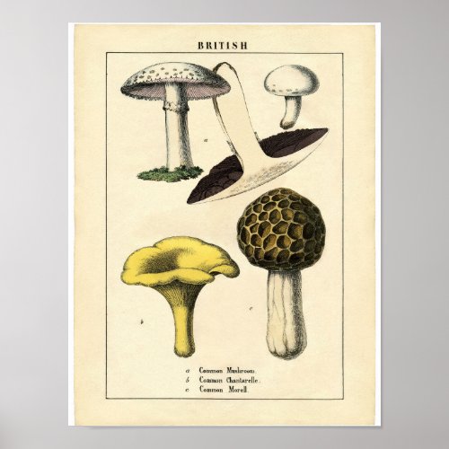 Vintage Botanical Poster _ British Mushroom
