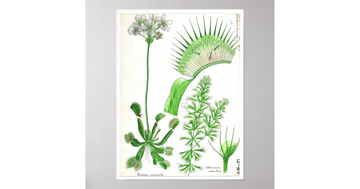 Vintage Botanical Poster - Carnivorous Plant | Zazzle
