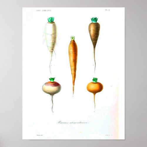 Vintage Botanical Poster _ Carrots