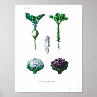 Vintage Botanical Poster - Cauliflower