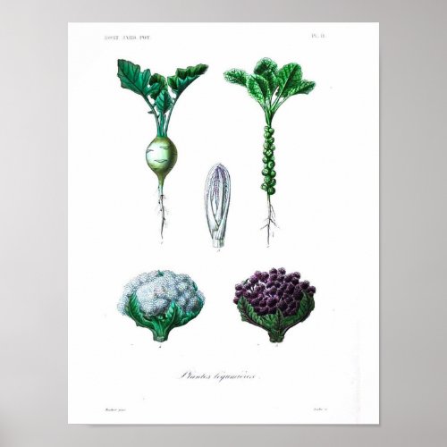 Vintage Botanical Poster _ Cauliflower