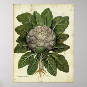Vintage Botanical Poster - Cauliflower