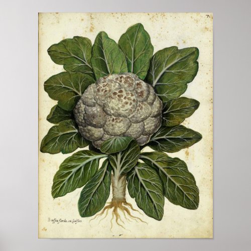 Vintage Botanical Poster _ Cauliflower