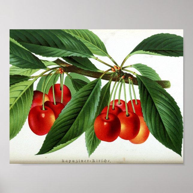 Vintage Botanical Poster - Cherries (Front)