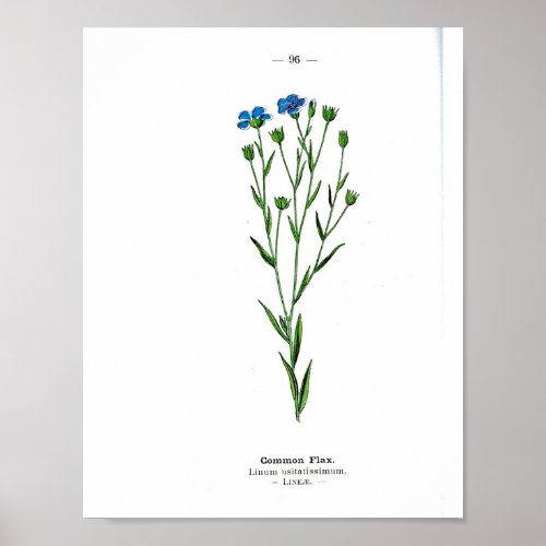 Vintage Botanical Poster _ Common flax