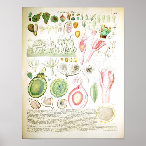 Vintage Botanical Poster _ Fig