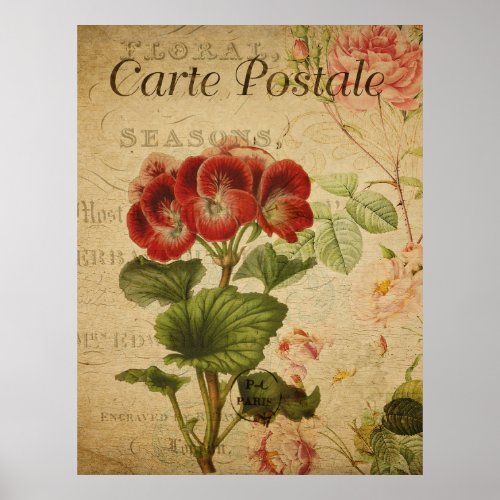 Vintage Botanical Poster _ French Pelargonium