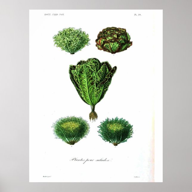 Vintage Botanical Poster - Lettuce (Front)