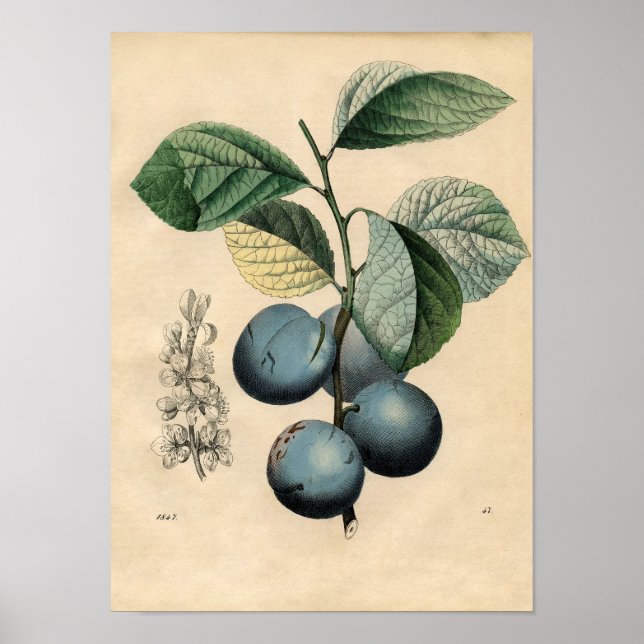 Vintage Botanical Poster - Plum (Front)