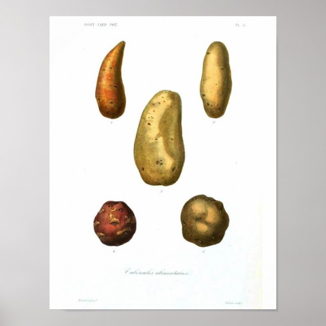 Vintage Botanical Poster - Potato (Front)