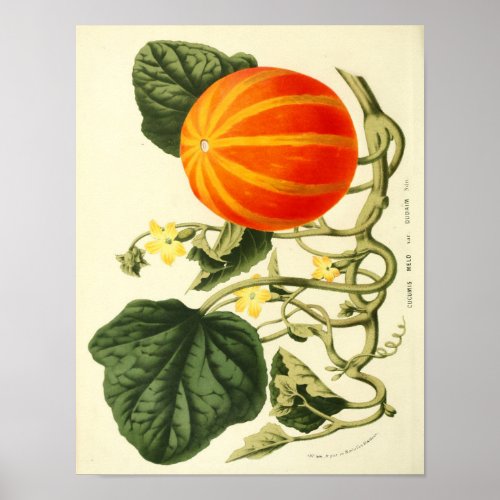 Vintage Botanical Poster _ Pumpkin