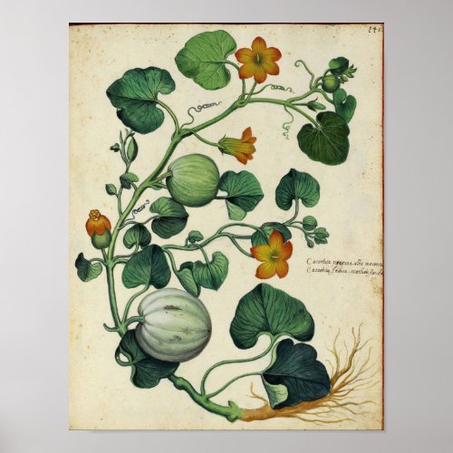 Vintage Botanical Poster _ Pumpkin Squash