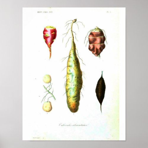 Vintage Botanical Poster _ Root Vegetables