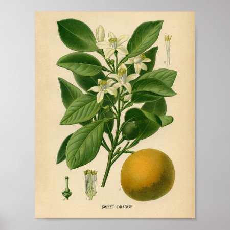 Vintage Botanical Poster - Sweet Orange