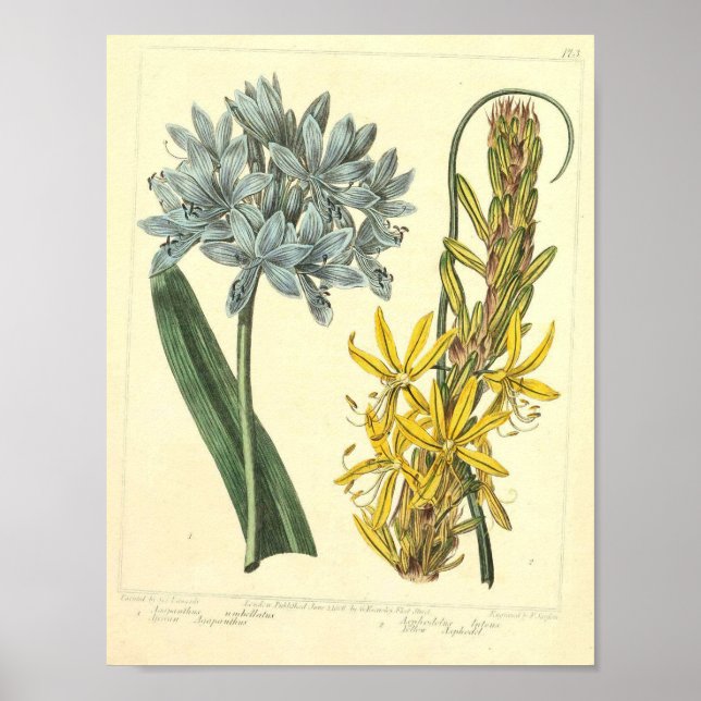 Vintage Botanical Poster - Wild Flower (Front)