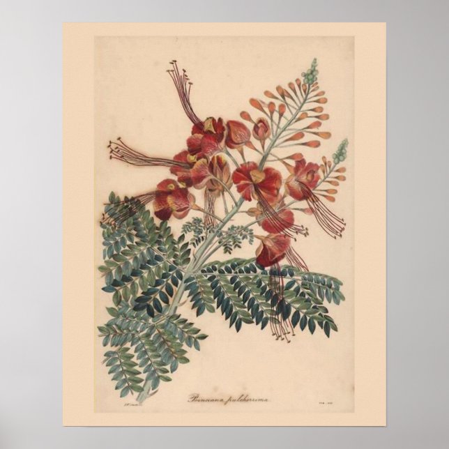 Vintage Botanical Print (Front)