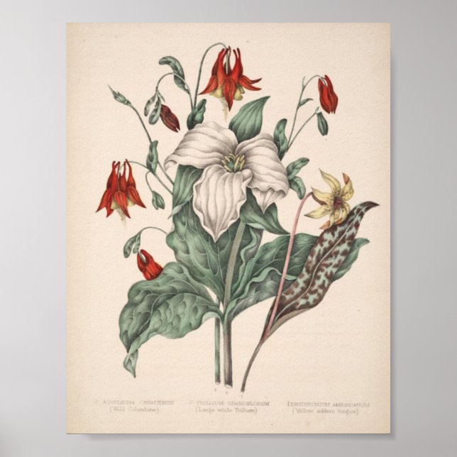Vintage Botanical Print (Front)