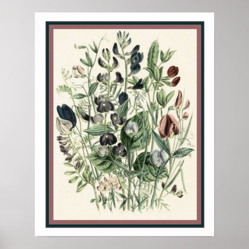 Vintage Botanical Print 16x20