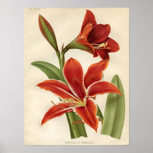 Vintage Botanical Print _ Amaryllis