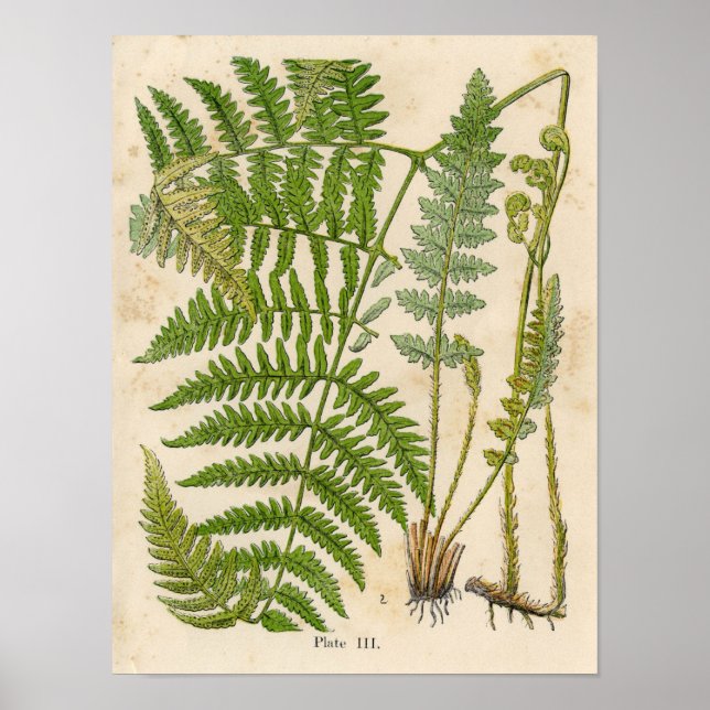 Vintage Botanical Print - Bracken / Ferns (Front)