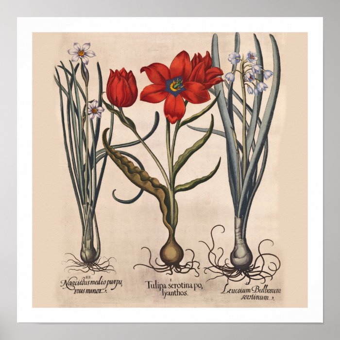 Vintage Botanical Print    Flower Bulbs