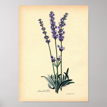 Vintage Botanical Print - Lavender