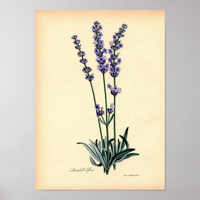 Vintage Botanical Print   Lavender