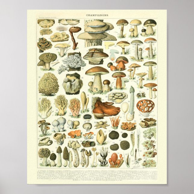 Vintage Botanical Print Mushrooms Science Poster (Front)