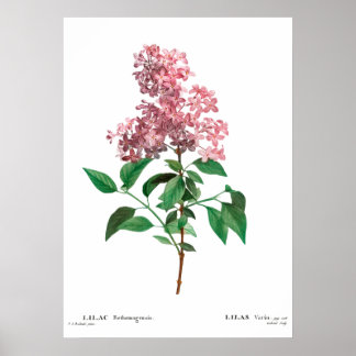 Vintage botanical print of a Chinese lilac Poster