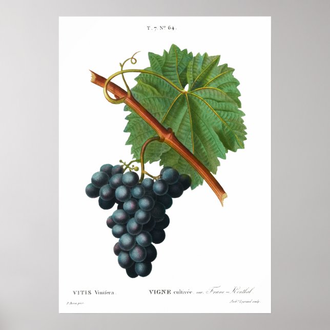 Vintage botanical print of Grape vine Poster (Front)