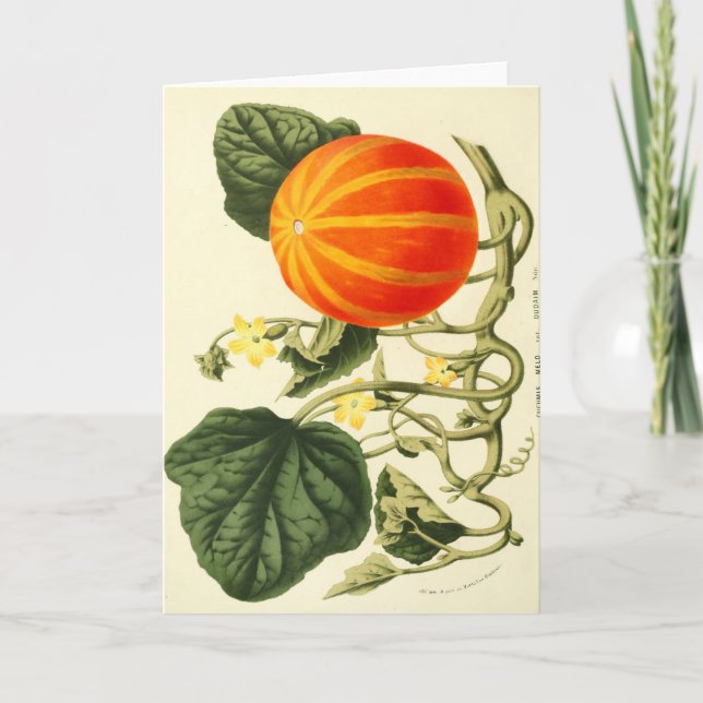 Vintage botanical print of pumpkin. holiday card (Front)