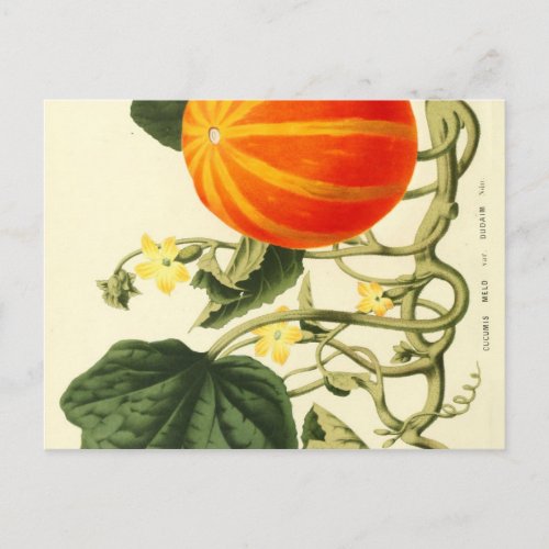 Vintage botanical print of pumpkin postcard