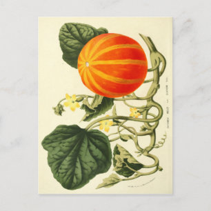 Vintage botanical print of pumpkin. postcard