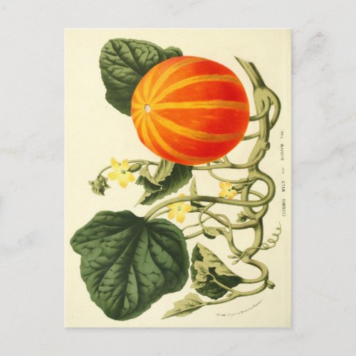 Vintage botanical print of pumpkin postcard