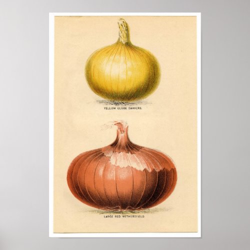 Vintage Botanical Print _ Onions