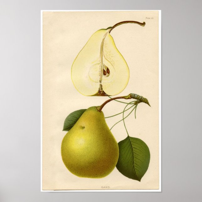 Vintage Botanical Print - Pear (Front)