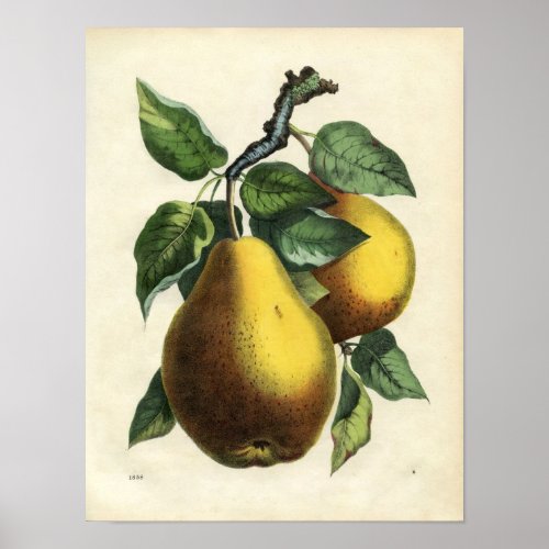 Vintage Botanical Print _ Pears