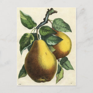 Vintage Botanical Print - Pears Postcard