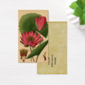 Vintage Botanical Print Pink Water Lily Lotus (Desk)